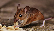 24 Hour & Emergency Exterminators in Southrn Shore, NC
